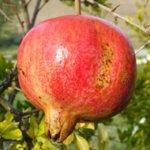 Caffetteria Pasticceria Taverna Sas